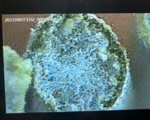 い草の内部構造