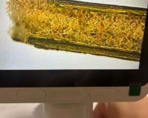 い草の内部構造②