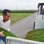 無染土い草とい草農家さん