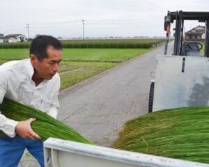 無染土い草とい草農家さん