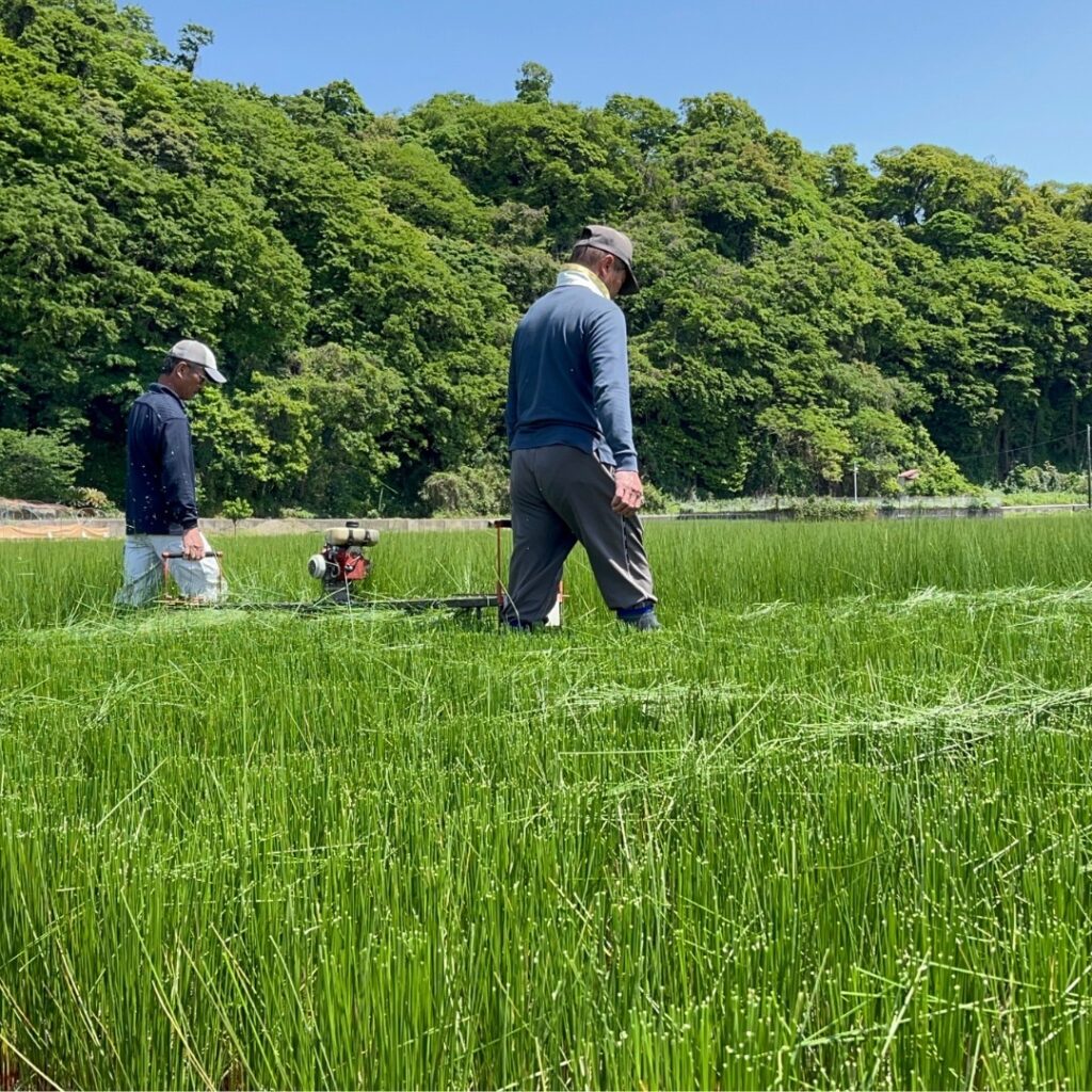 い草農家さんの作業風景