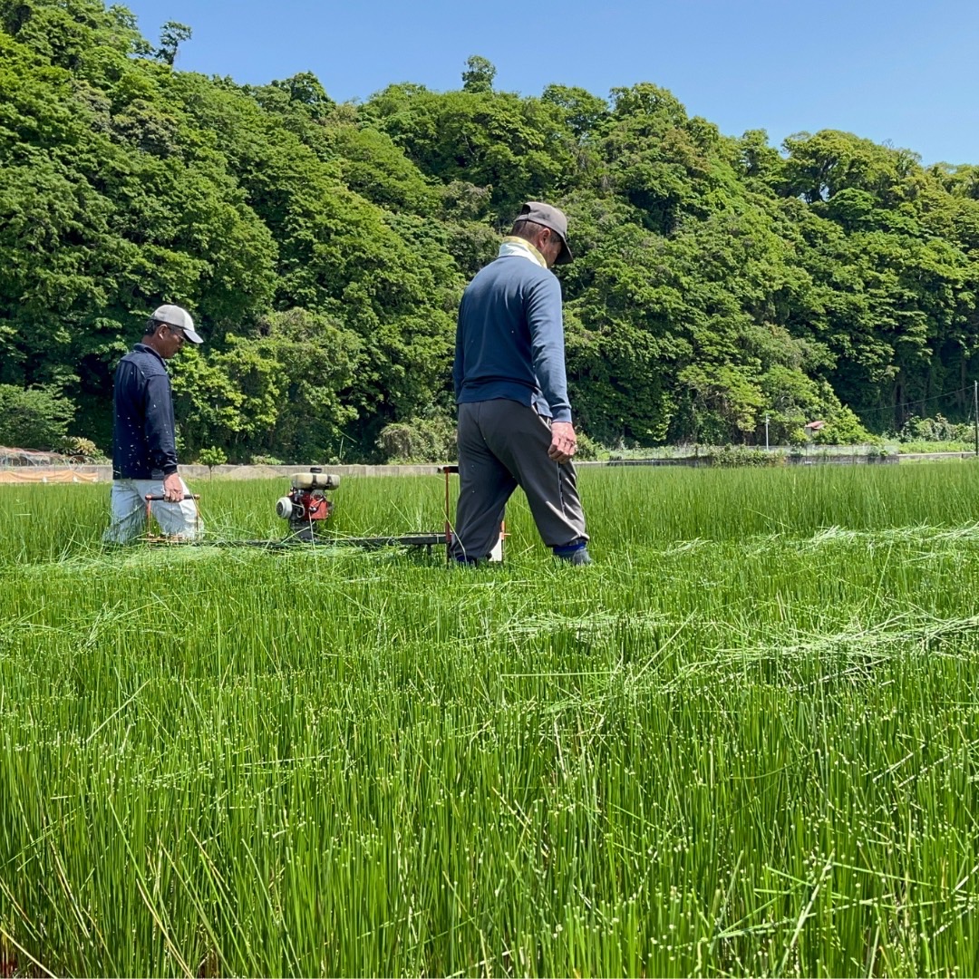 い草農家さんの作業風景