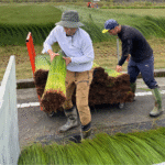 い草刈りの様子