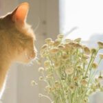 嗅覚の大事さとい草