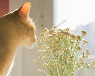 嗅覚の大事さとい草