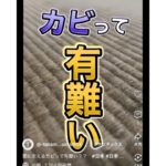 畳のカビが生える要因の動画への案内
